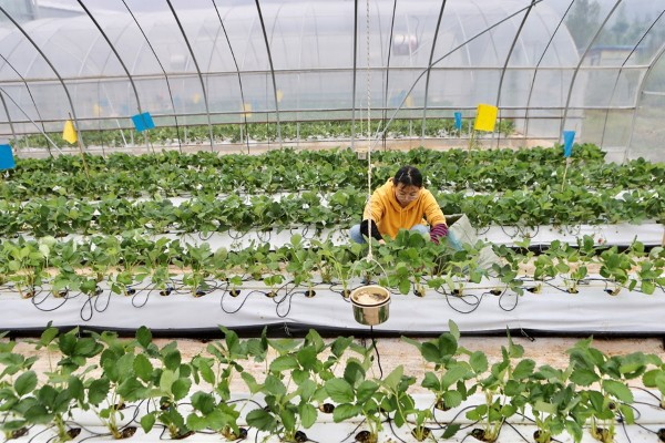 greenhouse worker