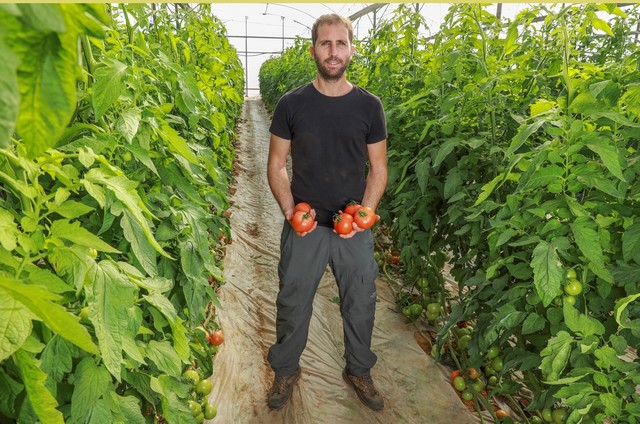 ToBRFV resistant variety gives hope to Israeli tomato growers - Vimarsana News