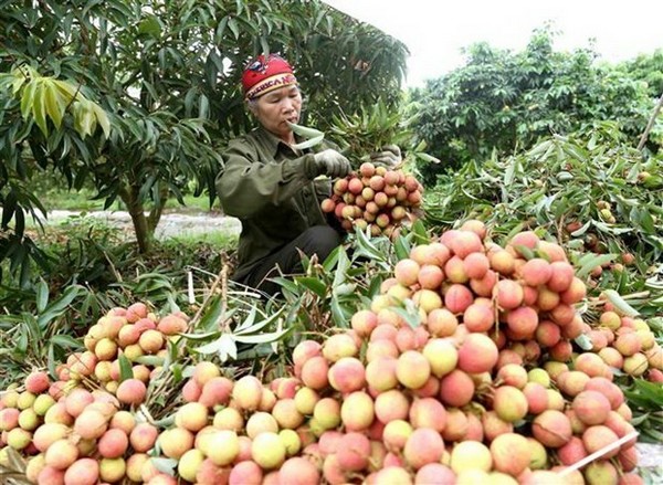 Vietnam: Vegetables and fruits exports reached $3 billion in 2020 - Vimarsana News