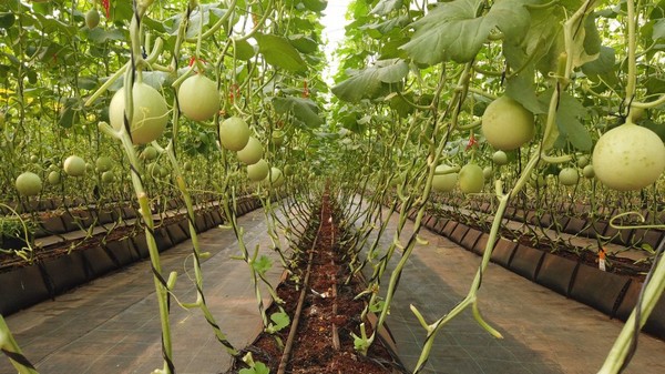 Efficient vegetable irrigation for greenhouse in Zambia - Vimarsana News