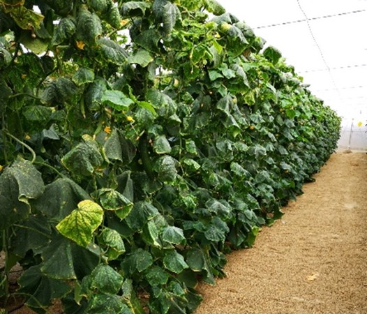 New fruit and veg freezing plant inaugurated in Almeria