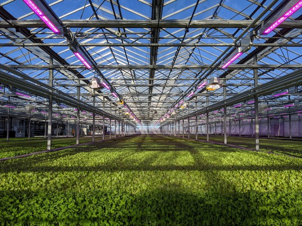 Baby spinach to grow in new high-tech US greenhouse - Vimarsana News