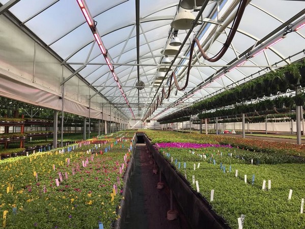 Greenhouse disease and insect management recommendations for 2021 - Vimarsana News