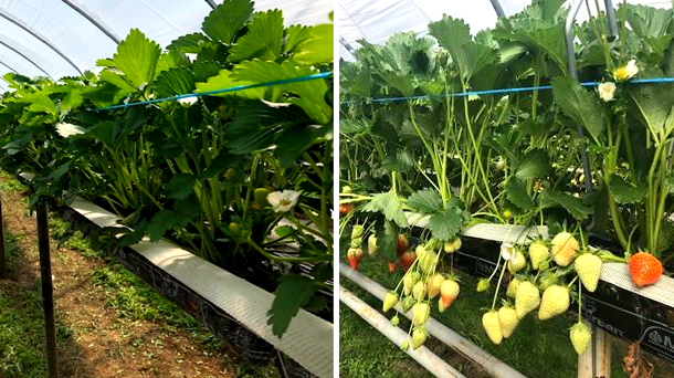 "We are striving to start the British season earlier, without using gas fuelled greenhouses" - Vimarsana News