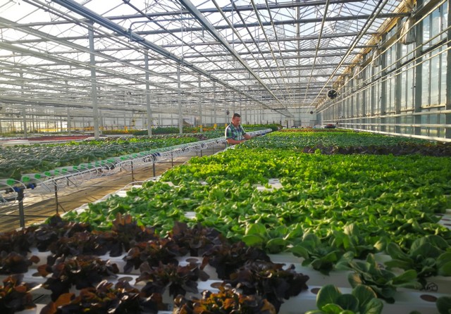 Greenhouse Kit Enables Rapid Switch To Leafy Greens In Existing Greenhouses