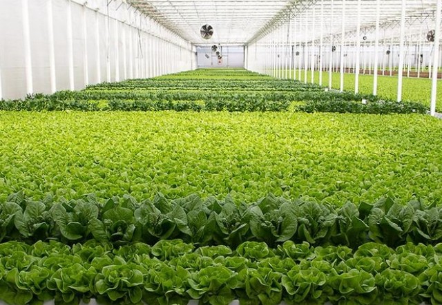 vacuum cooling hydroponic lettuce