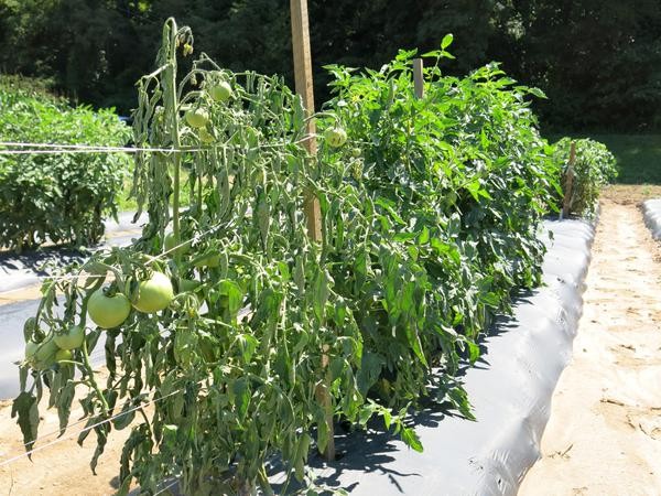 Southern Bacterial Wilt Of Tomato