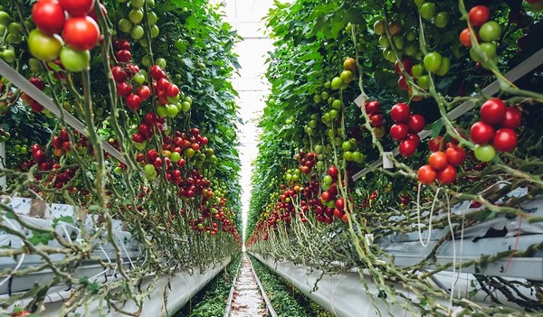 Hortidaily: global greenhouse news