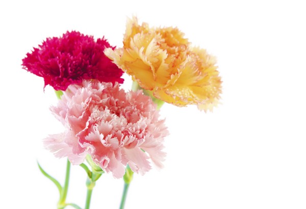 FloralDaily: global flower news