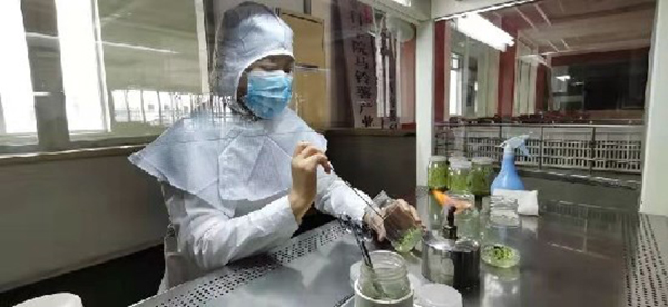 Beijing Yanqing Potatoes: growing virus-free potatoes in a greenhouse - hortidaily.com