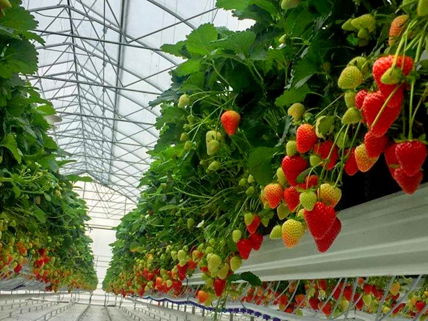Third phase for RockBerry: high-tech strawberry greenhouse in Armenia