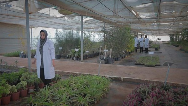 Morocco lays the seeds for Africa's agricultural revolution - Vimarsana News
