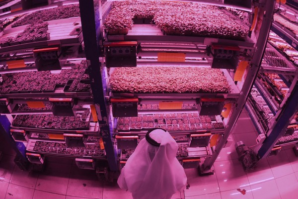 Hydroponic farming boosts prospects of sustainable agriculture in Saudi Arabia - Vimarsana News