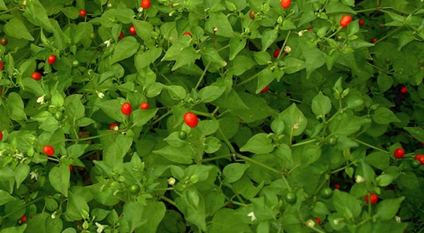 Is that chile pepper hot or not? - Vimarsana News