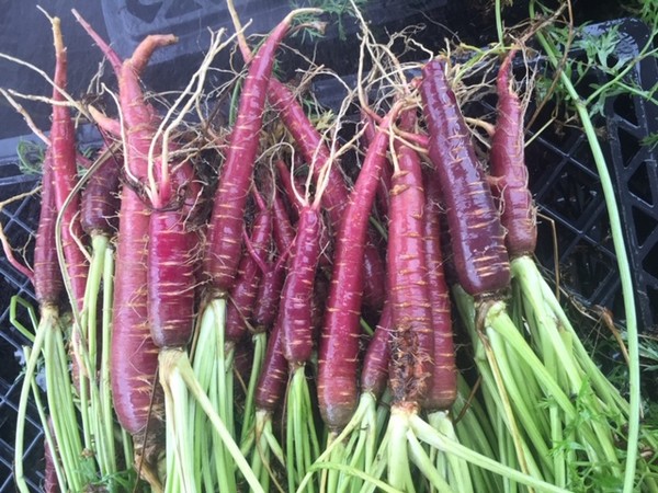 US university gets grant to improve purple carrots as food colorants - Vimarsana News