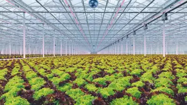 "India can learn from the Netherlands when it comes to saving resources" - Vimarsana News