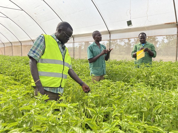 Western Kenya farmer finds export markets and fortune in herb and