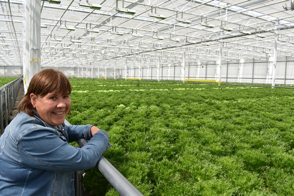 Suomalainen salaattikasvihuone käyttää teollisuuden jätepuuta kasvihuoneen lämmittämiseen