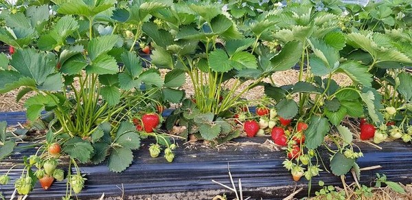 Ukraine and the Netherlands: berry cooperation with a bitter taste of war - Vimarsana News