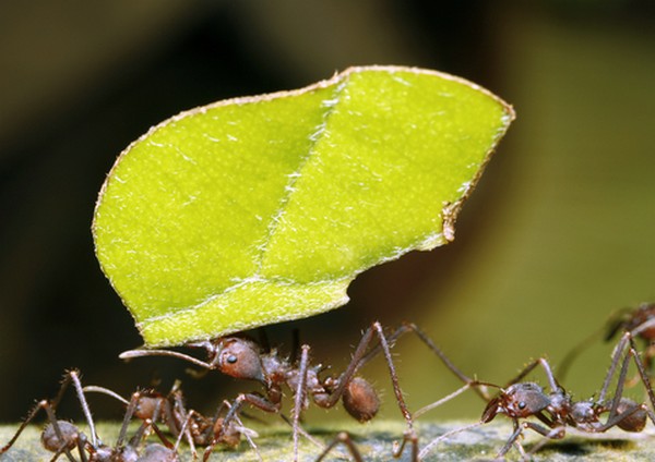 Ants can be used as biological crop protection, study finds - Vimarsana News