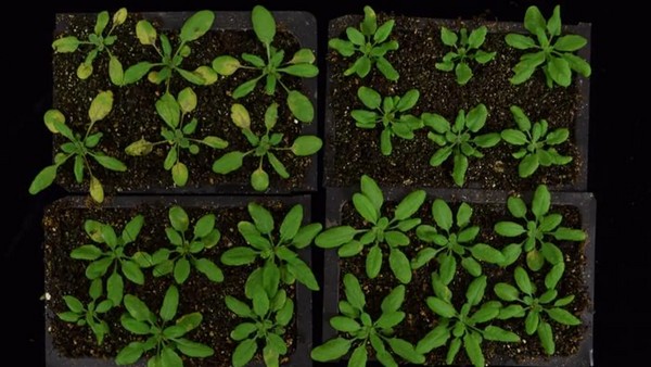 How plants reprogram their cells to fight invaders - Vimarsana News