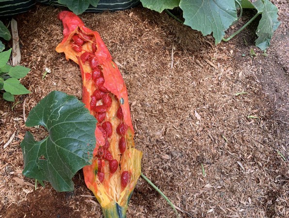 "Ghana needs funding for studies into snake tomatoes breeding" - Vimarsana News