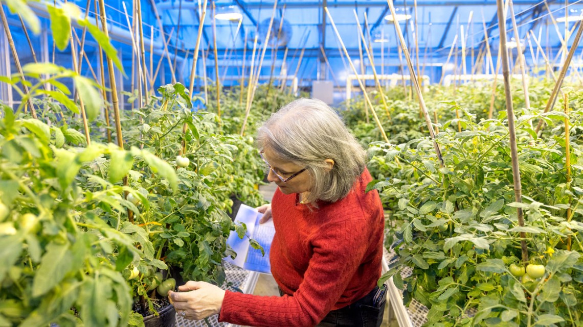 US (NY): New tomato bred to naturally resist pests and curb disease - Vimarsana News