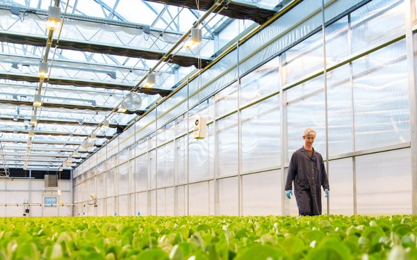 Combining vertical farming and greenhouse horticulture to decentralize  lettuce production