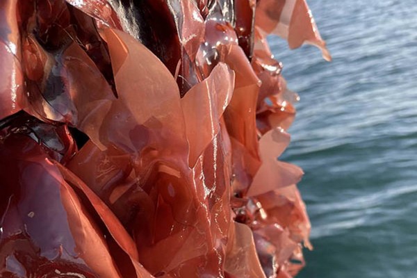 US: Research expanding opportunities for commercial seaweed production - Vimarsana News