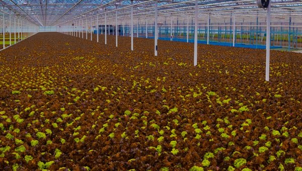 US (VA): Governor Youngkin announces new high-tech hydroponic growing operation in Louisa County - Vimarsana News