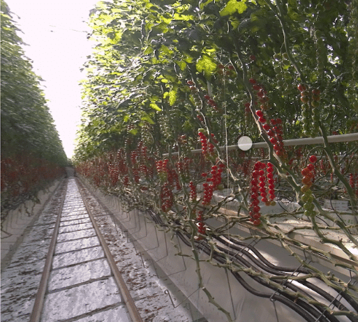 Reading a tomato plant remotely - Vimarsana News