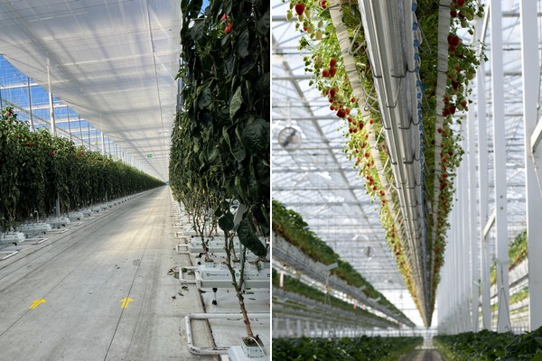 The differences between greenhouse growers in US and Canada - Vimarsana News