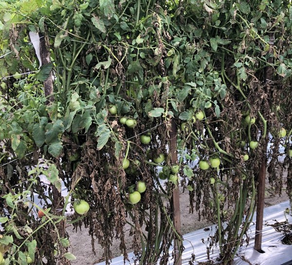 US (FL): Univeristy researchers find tomato plants resistant to devastating disease - Vimarsana News