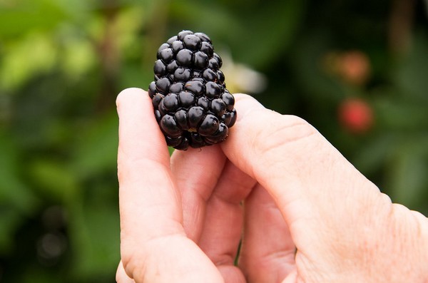 Scientists assemble first complete genetic sequence for blackberries - Vimarsana News