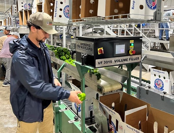 Precooling used to increase efficiency and reduce postharvest losses in bell peppers - Vimarsana News