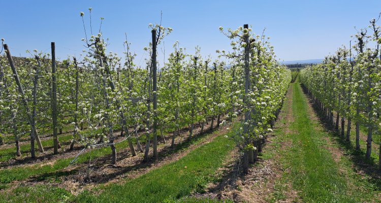 Not all fruits are visible to a fruit picking robot - Vimarsana News