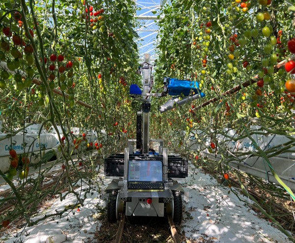 Economic green grape peeler machine 