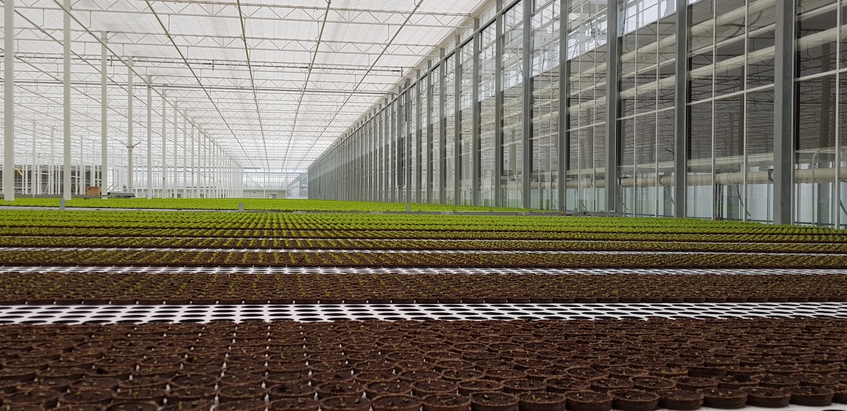 "Going from 0 to 100% lettuce production necessitates taking production and marketing into account" - Vimarsana News