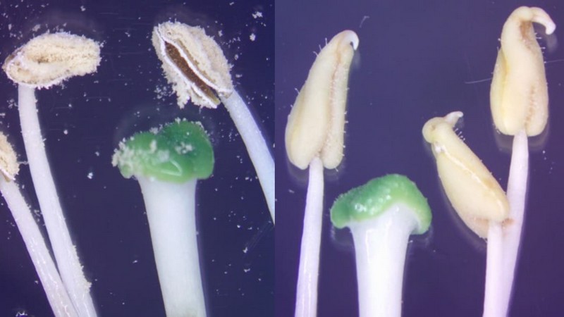 No pollen, no seeds: genome editing technique yields useful traits - Vimarsana News