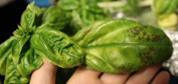 How to identify a nutrient deficiency in hydroponic basil