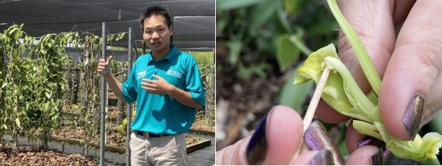 Vanilla could be the next big crop for small growers in Southern Florida - Vimarsana News