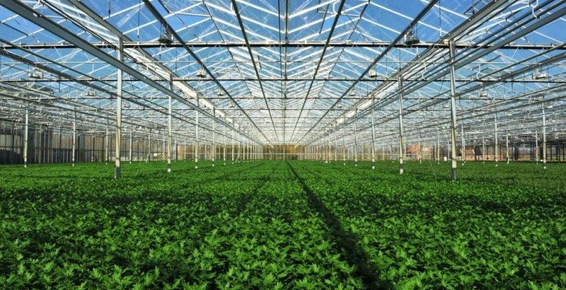 Ireland: "Fairness must be restored to Irish horticulture sector" - Vimarsana News