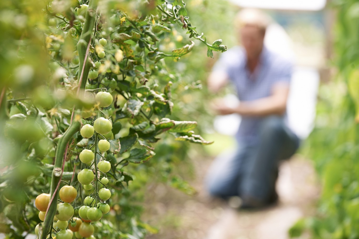 Researchers investigate how to integrate greenhouses into buildings