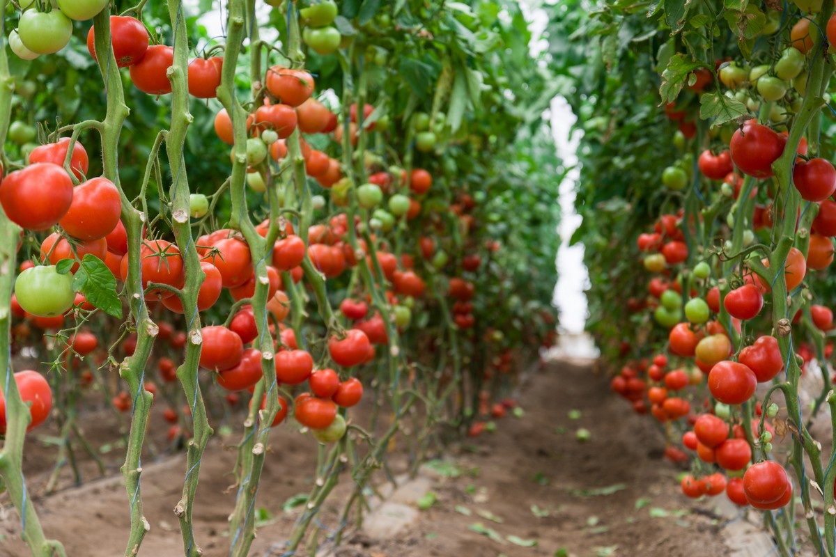 Italy: Over 108M Euros pumped into fruit and vegetable support