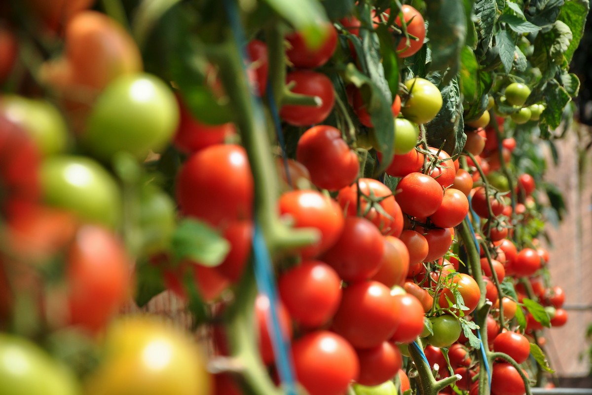 Easy ways to identify tomato leaf diseases