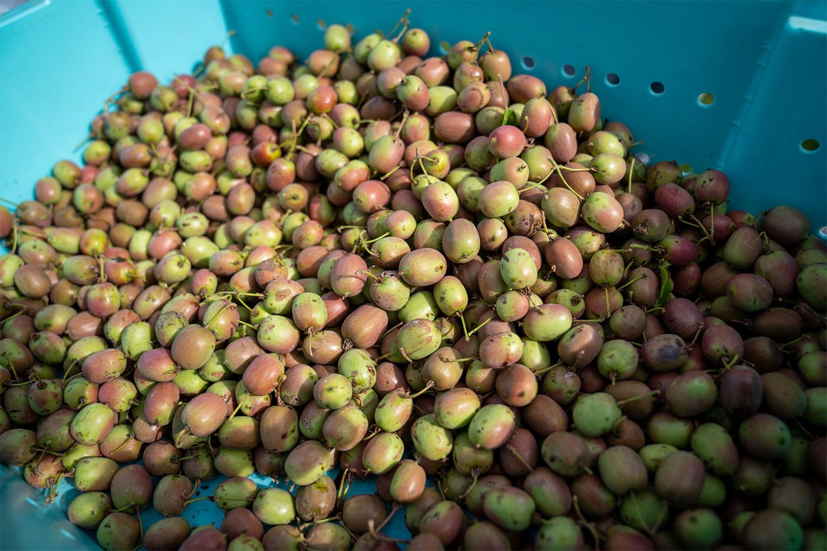 UNH's kiwiberry breeding and research program secures USDA grant to test varieties on commercial farms - Vimarsana News
