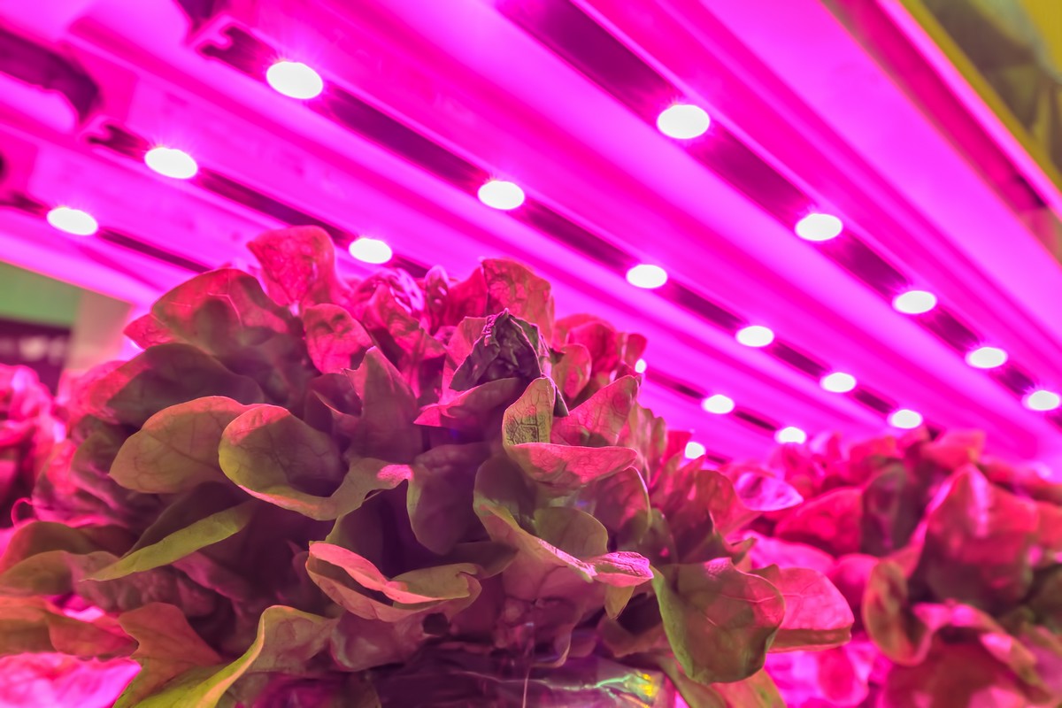 South Korea: Battling through climate challenges to ensure a fresh supply of vegetables