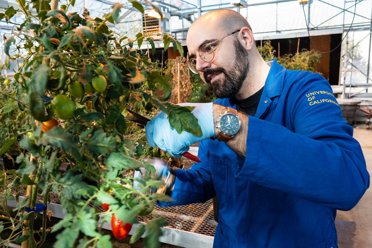 How tomato plants use their roots to ration water during drought - Vimarsana News