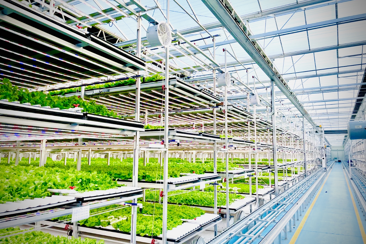 Hybrid farm preferred over traditional greenhouse given appealing annual revenue - Vimarsana News