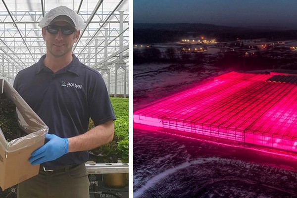 "We like the Salanova lettuces for the uniformity, color, and simplicity of cultivation" - Vimarsana News